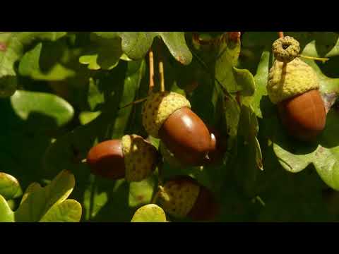 Брошка "Дъбово листо " /позлатена/