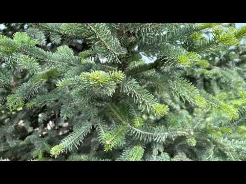 Колие "Елхови клонки" /позлатено/