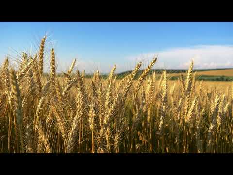 Брошка "Житен клас" /позлатена/
