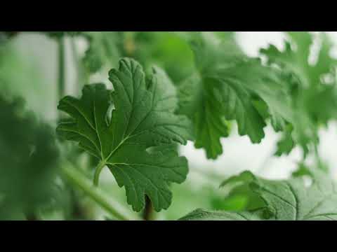 Брошка "Здравец" /позлатена/