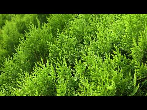 Golden Leyland Cypress Set